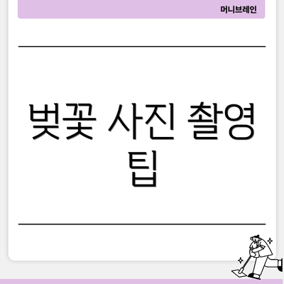 벚꽃 사진 촬영 팁
