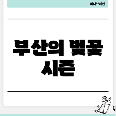 부산의 벚꽃 시즌